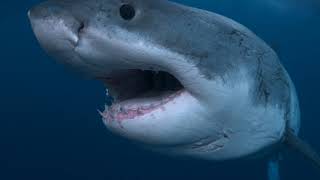 When Does 'Shark Week' Start in 2018 Complete TV Schedule of Discovery Channel Programs