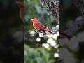 The Lonely adult Summer Tanager I FusionBuff Chronicles #wildlife