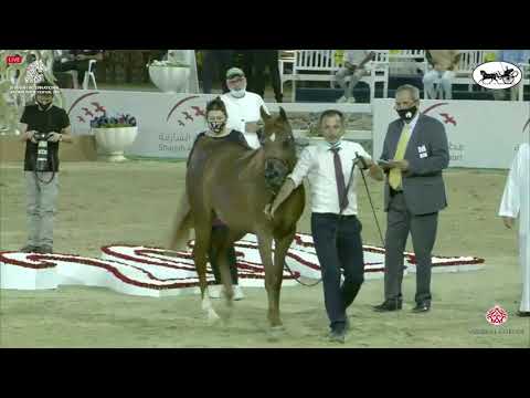 N 94 MANAR AL HAWAJER   Sharjah International Arabian Horse Festival 2021   Fillies 3 Years Old Clas