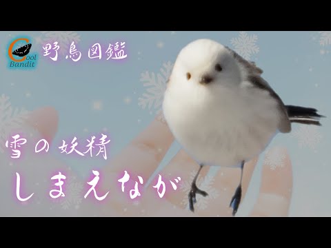 Cool Bandit【 Wonderful nature of Hokkaido、Japan】