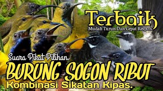 Download lagu SUARA PIKAT BURUNG SOGON RIBUT. KOMBINASI SIKATAN KIPAS.💯% TERBAIK.. mp3 Download lagu SUARA PIKAT BURUNG SOGON RIBUT. KOMBINASI SIKATAN KIPAS.💯% TERBAIK.. mp3