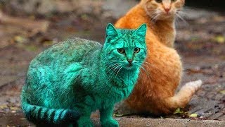 No Creyeron Encontrar un Gato Verde Radioactivo