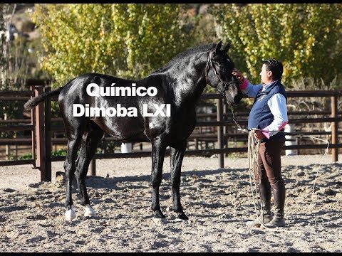 Químico Dimoba LXI  - Trabajo a la cuerda (Publicado dic-18)