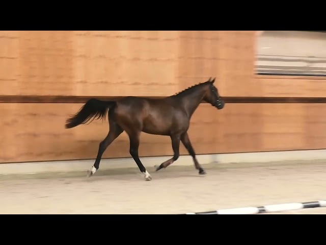 gaits