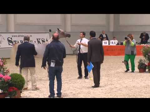 Berlin Cup Werder 2013 - Fillies 1 year old (Class 3) - N.8 WOROD AL SHAQAB