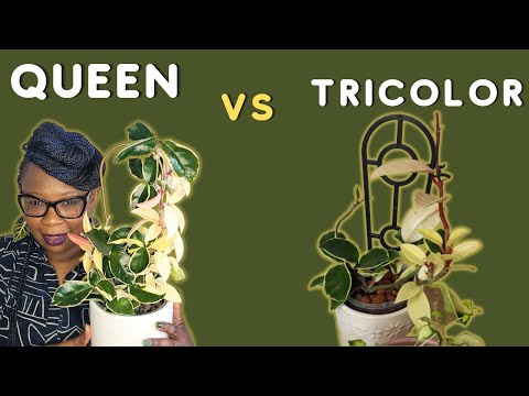 Hoya Krimson Queen vs Hoya Tricolor | Same or Different | The Leca Queen