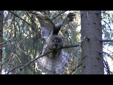 Вестерос (Västerås), лен Вестманланд (Västmanland), Швеция