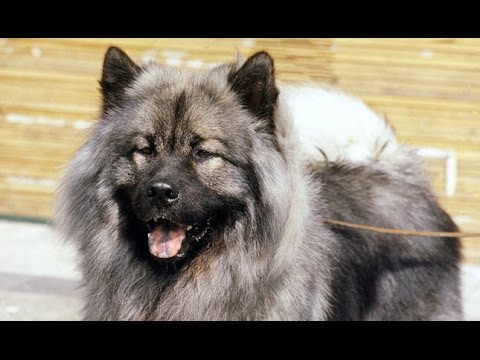 download lagu mp3 mp4 Eurasier, download lagu Eurasier gratis, unduh video klip Eurasier
