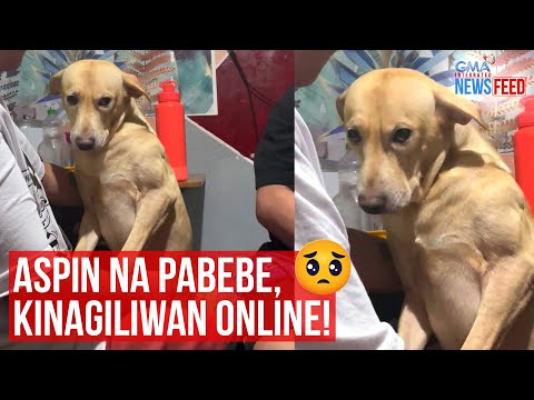 Aspin na pabebe, kinagiliwan online! | GMA Integrated Newsfeed
