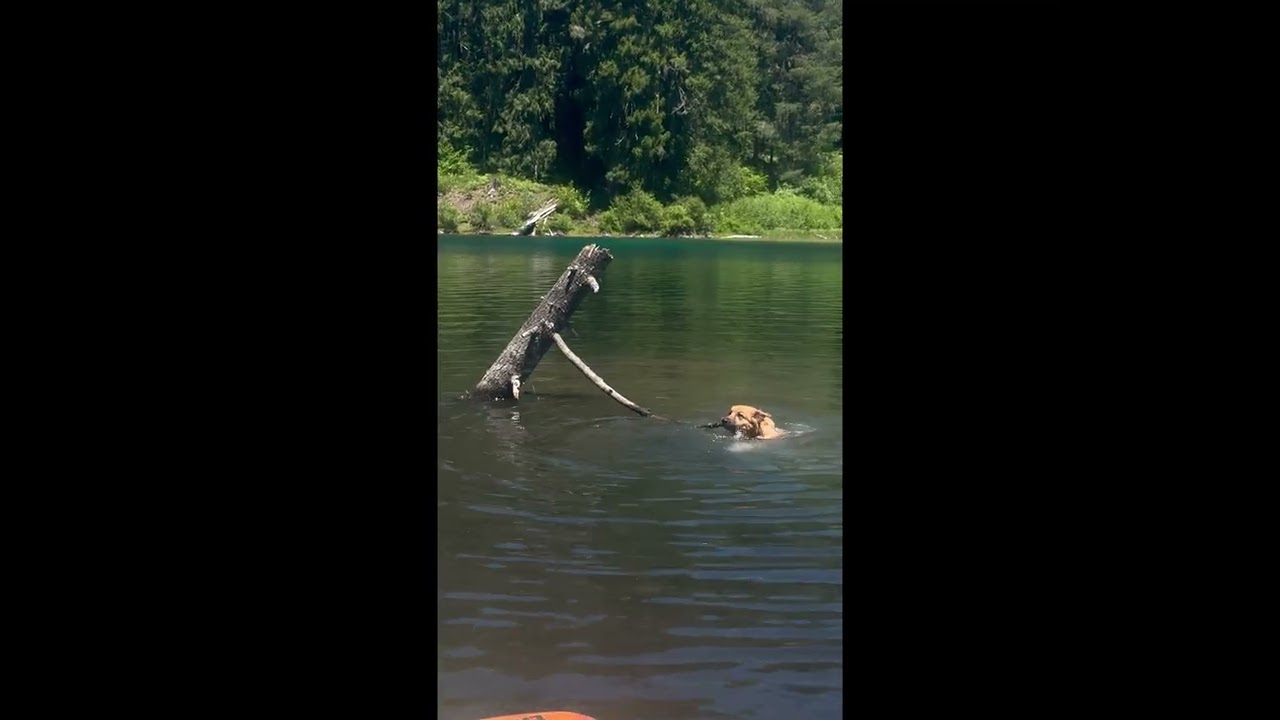 A Dog Determined to Get Her Stick || ViralHog