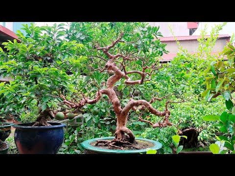 This guy sells 14 million beautiful potless bonsai guava trees (Contact 0964894094)