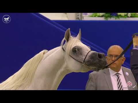 N 158 IS EXXPU   Dubai Arabian Horse Show 2020   Stallions 10+ Years Old Class 14