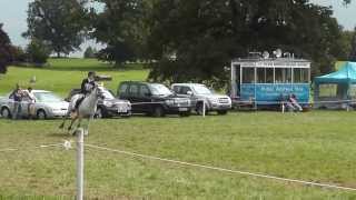 preview picture of video 'Tillyochie Attraction (Connemara cross Thoroughbred) - BE90, Homme House 2013 - Show Jumping'