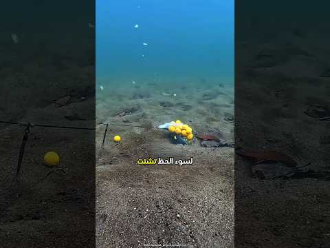 السمكة أكلت وهربت بعيدا 😮 #shorts