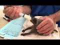Baby Raccoon Feeding