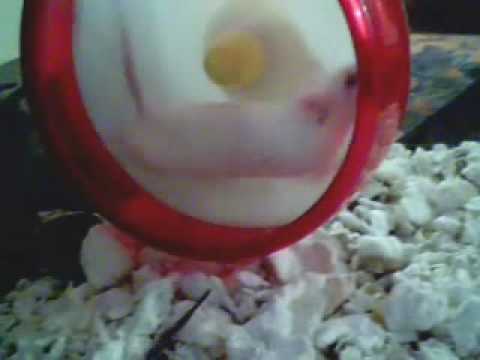 Surfing Mice In The Wheels