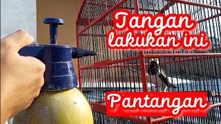 Download lagu Pantangan Saat Pelihara Jalak suren mp3
