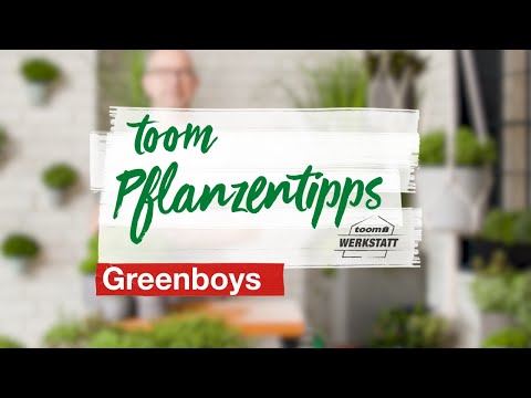 toom Pflanzentipps: Greenboys | toom Baumarkt