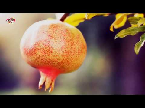 Fruit Drops- Promotion Film-1