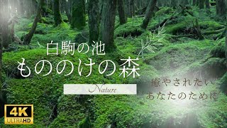 【癒し】もののけの森／白駒池／鳥の声／リラックス／自然環境音