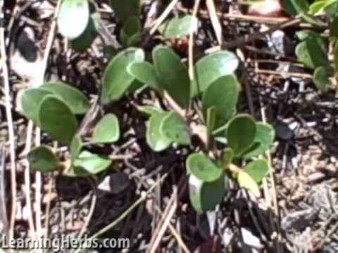 image-Can you eat Kinnikinnick berries?