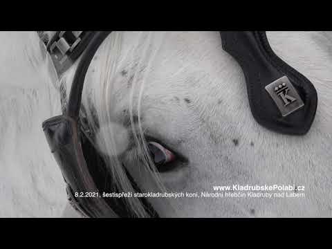 Saně a šestispřeží starokladrubských koní | Kladruby nad Labem, Kladrubské Polabí