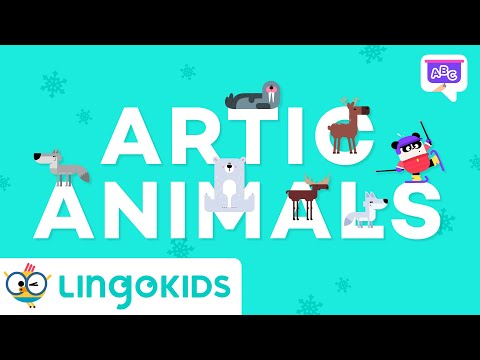 Arctic Animals for Kids 🐻‍❄️❄️ | VOCABULARY FOR KIDS | Lingokids