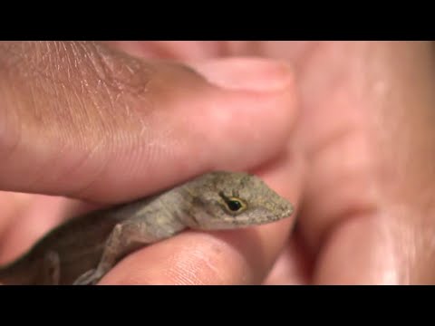 Lizards In Houston