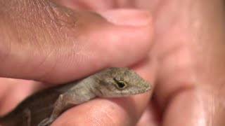 What is up with all the brown lizards in Houston