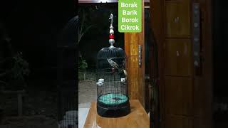 Download lagu trucukan gacor borak barik borok cikrok #trucukan #trucuk #trucukangacor #trucukanfighter mp3