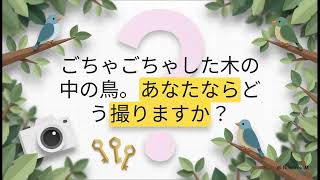 野鳥撮影テクニック：背景をぼかして主役を引き立てる【鳥ビア】