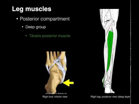 Posterior compartment leg muscles