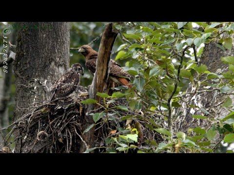 Red-Tailed Hawk Nest | Washington