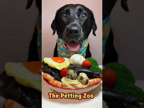 Friday Meals😋 #youtubeshorts #shortsvideo #shorts #dogfood #dog #puppy