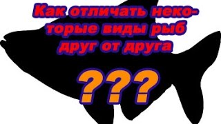 Чем отличается плотва от красноперки фото