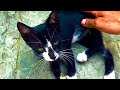 The Cute Tuxedo Cat Climbs On Top Of Me And Purrs Eagerly And Ario Is Waiting For Food