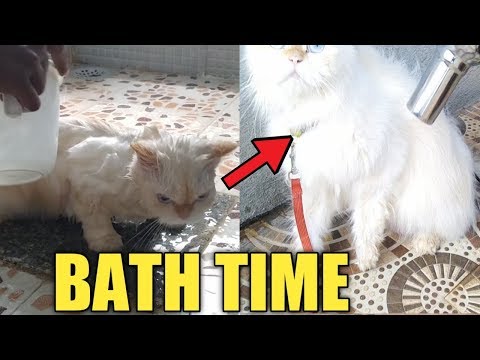 persian cat bathing ! how to bathe a Persian cat