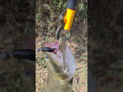 Traíra Comum BRUTA  #fishing #pesca #pescaria #trairasemação