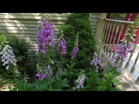 POISON PLANT PRODUCES HEART MEDICATION (DIGITALIS)