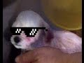 Perrita MiniToy