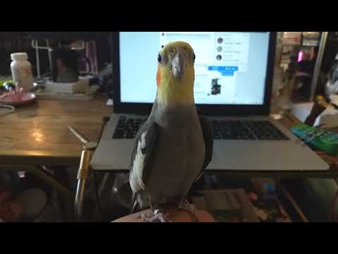 Cockatiel Singing with Mister Duster