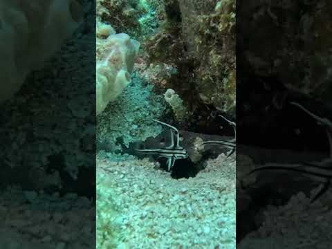 Before you continue to YouTube