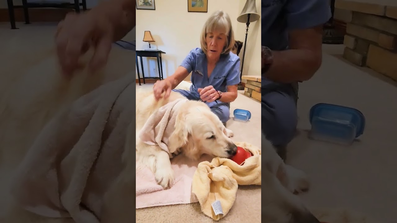 Margo Part 1 - Transform your pet's well-being with Pets in Motion Mobile Acupuncture #PetAcupuncture