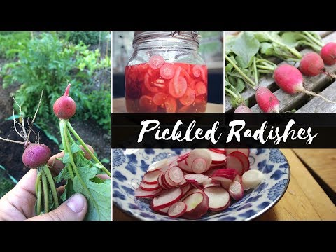 Pickled Radishes | Produce Overload: Recipes from the Garden