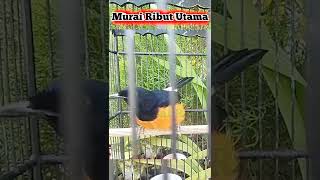 Download lagu BIKIN MURAI LAIN EMOSI - AKSI MURAI BORNEO GACOR ‼️‼️ mp3