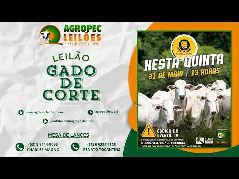 Agropecleiloes.com LEILÃO GADO DE CORTE | PADRE CÍCERO - PORTO NACIONAL-TO 21/05/2026.