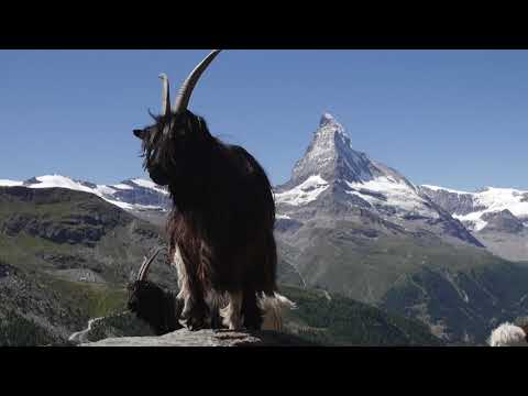 Blauherd & Stellisee