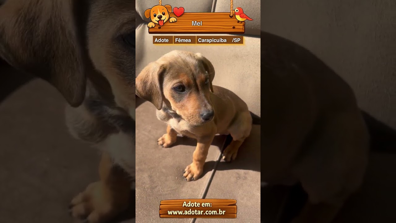 Cachorro raça Labrador idade 2 a 6 meses nome Mel