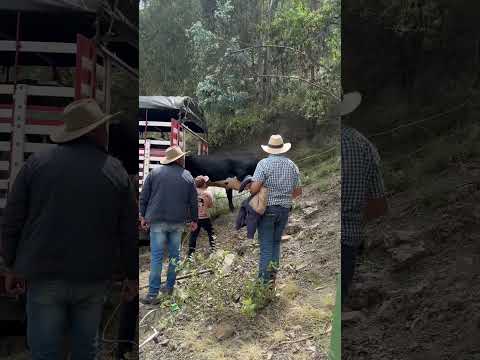 Feria ganadera Chiscas Boyacá.