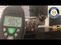 Yum Yum Meows 19th Aug 2018